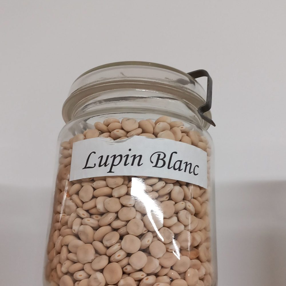 Graines de Lupin